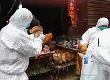 县疫控中心积极开展H7N9紧急监测采样工作