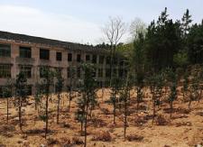 500余株珍稀苗木扎根大桥中学苗木基地