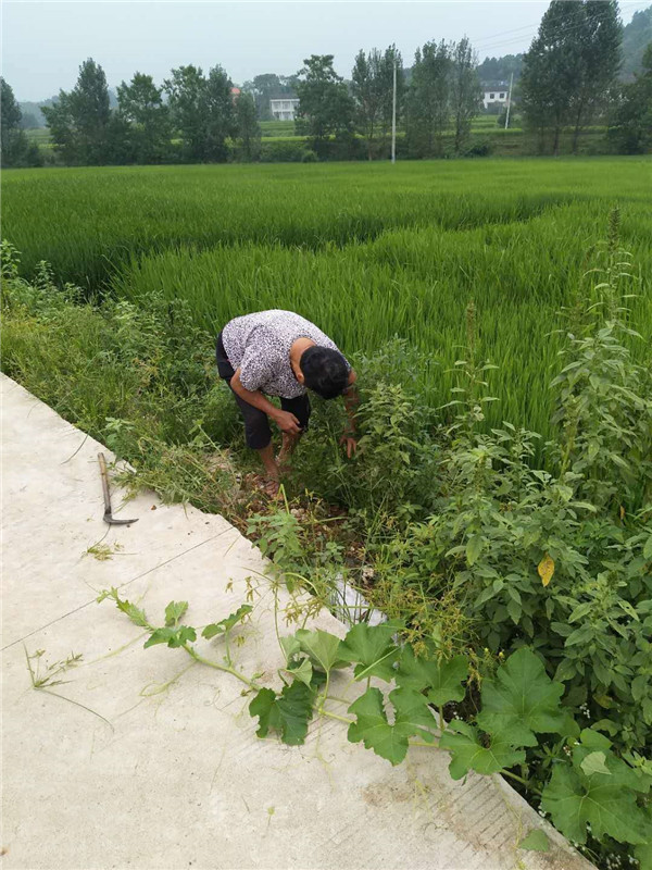 环境卫生整治，衡东巾帼在行动