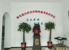 杨桥东烟首家规模化农业合作社揭牌