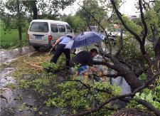大树倾倒阻断道路，交警群众冒雨清除保畅通