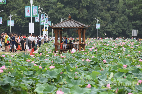 衡东乡村生态旅游文化节：万亩荷塘中上演文艺盛宴