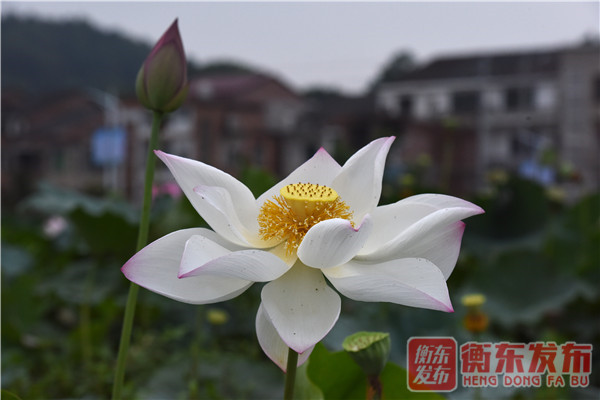 【组图】荷美白莲，大美衡东