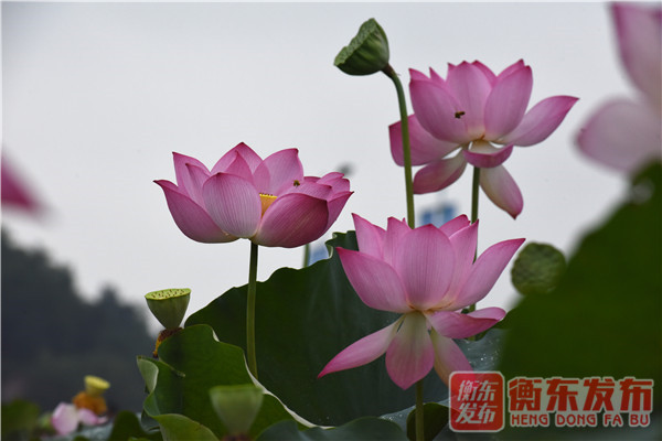 【组图】荷美白莲，大美衡东