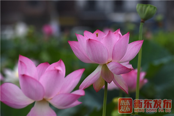 【组图】荷美白莲，大美衡东