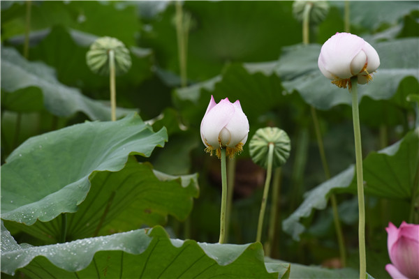 【组图】荷美白莲，大美衡东