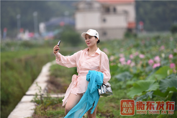 【组图】荷美白莲，大美衡东