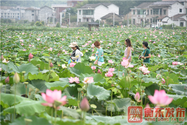 【组图】荷美白莲，大美衡东