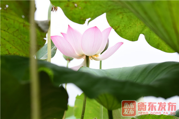 【组图】荷美白莲，大美衡东