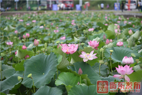 【组图】荷美白莲，大美衡东