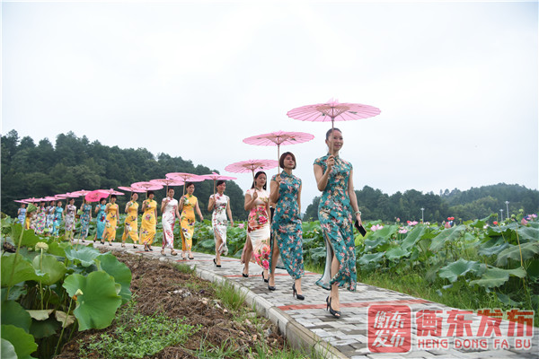 【组图】荷美白莲，大美衡东