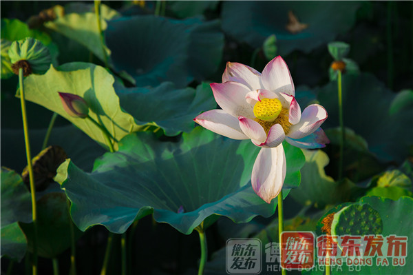 【组图】荷美白莲，大美衡东