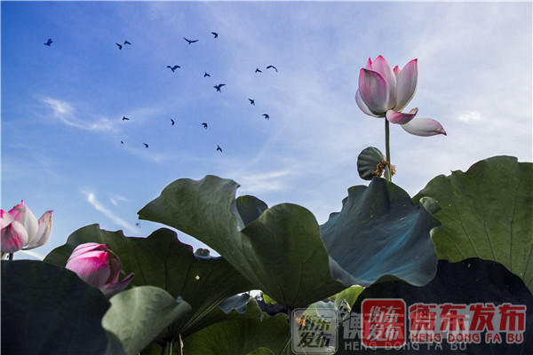 【组图】荷美白莲，大美衡东