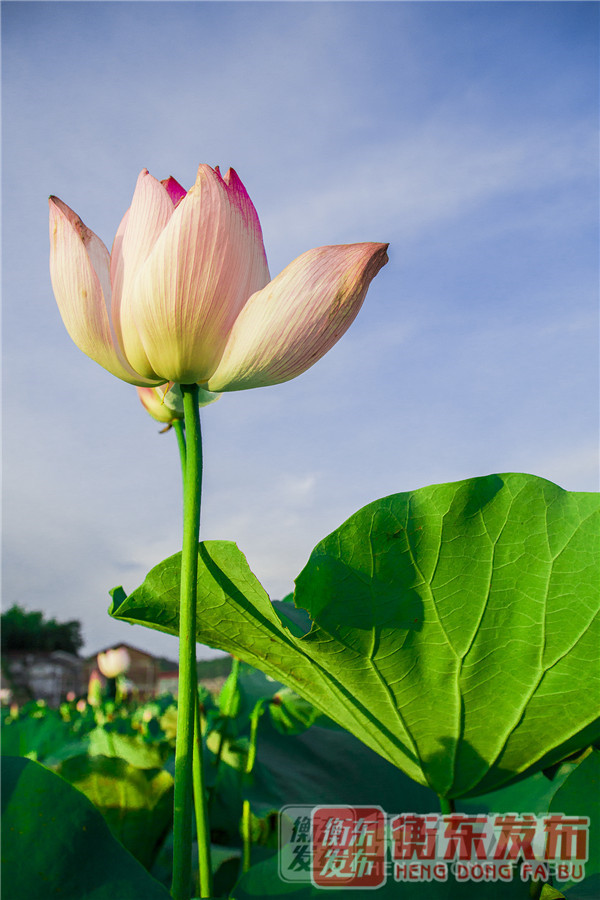 【组图】荷美白莲，大美衡东