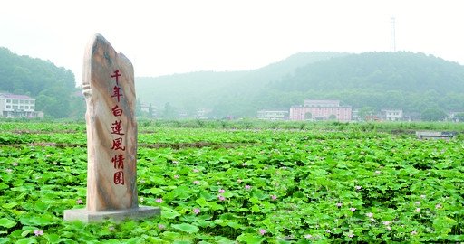 【组图】荷美白莲，大美衡东