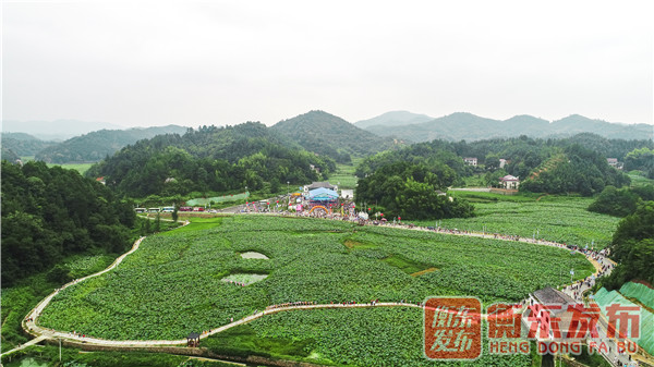 【组图】荷美白莲，大美衡东