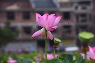 【组图】荷美白莲，大美衡东