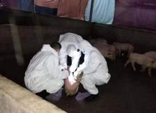 三樟镇严防死守防控非洲猪瘟