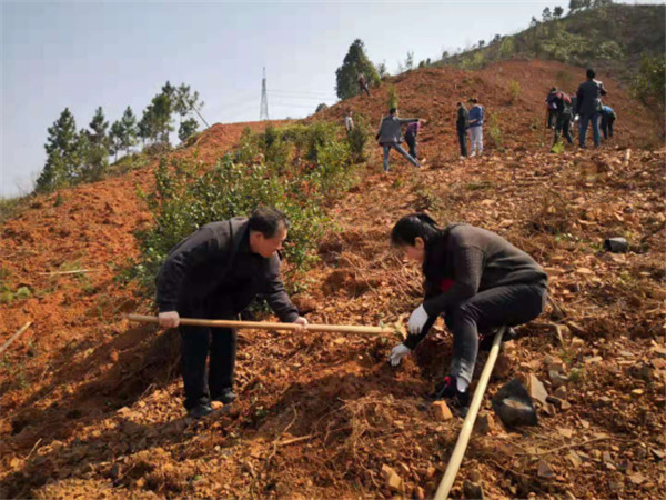 县住建局到吴集镇巷子村开展义务植树活动