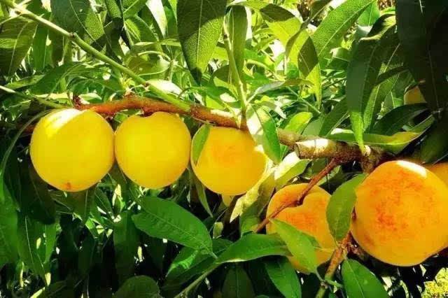 【追梦路上　盛夏衡东】盛夏时节　黄桃采摘正当时