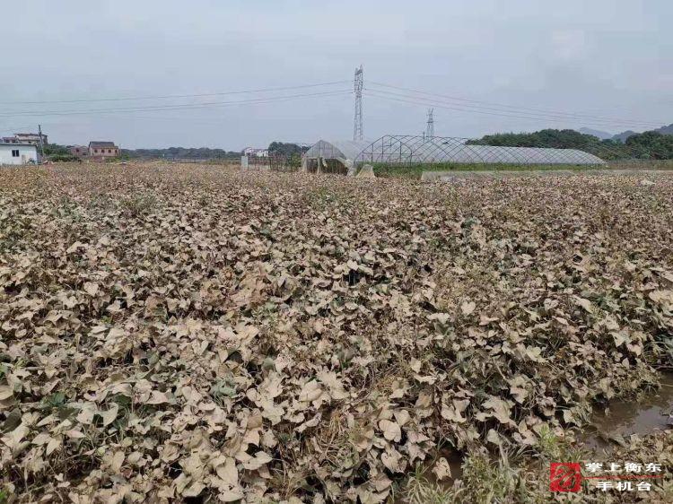 【迎战强降雨】杨梓坪供销紫薯基地开展灾后生产自救