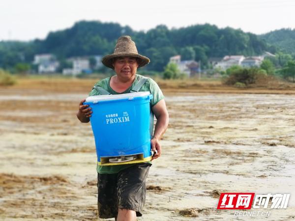 【媒体聚焦　看衡东】红网时刻报道：衡东县32万斤“倒种春”种子唤发灾区勃勃生机