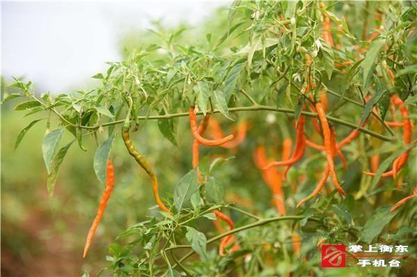 好消息！我县三樟镇成功入选2019年农业产业强镇建设名单　
