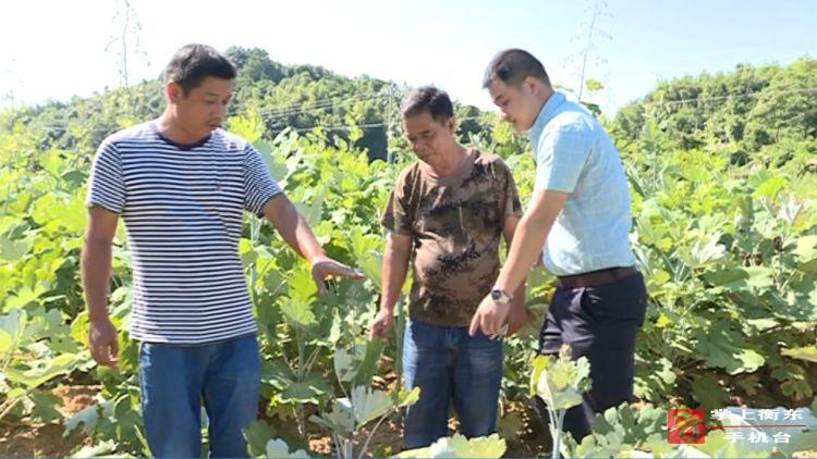 【脱贫攻坚进行时】洣水镇大山村中药材种植项目助贫困户脱贫