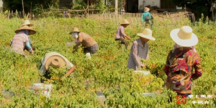【追梦路上　盛夏衡东】盛夏艳阳当空照 贡椒采摘正当时