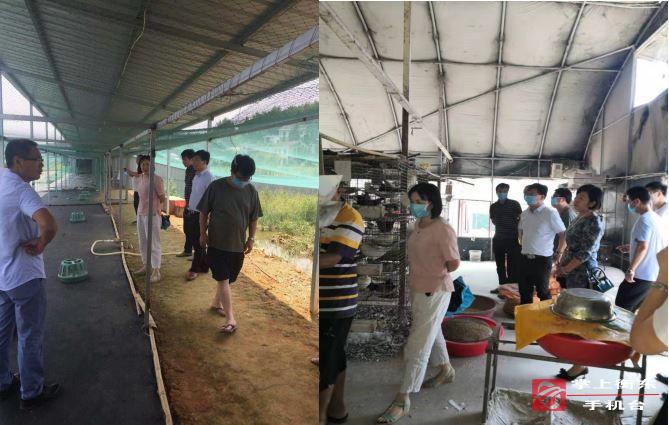 多部门赴株洲市龙凤乡考察产业扶贫项目