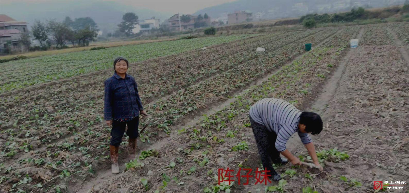南湾乡今年种养业再创新高
