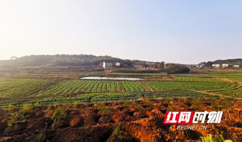 【媒体聚焦　看衡东】衡东脱贫加速度①　｜　全省首创！“党支部建在扶贫产业链上”