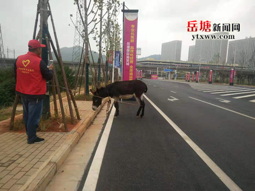 馬路上驚現(xiàn)一頭驢 荷塘街道志愿者迅速進行處置