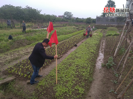 助力創(chuàng)衛(wèi) 東坪街道菜地更換600面小紅旗