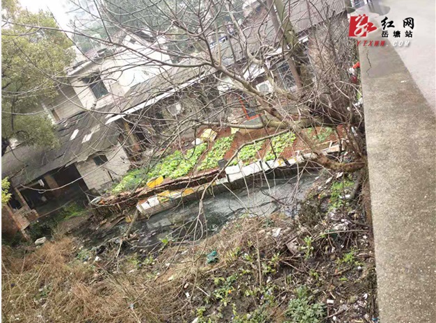 書院路街道：“黑臭水體”變身“綠化帶”