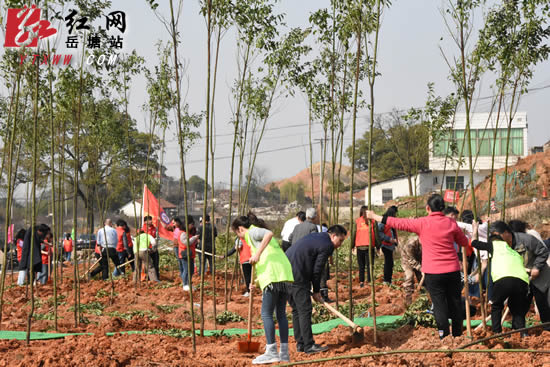 百人携手共植千棵新树 “绿色岳塘”更焕勃勃生机
