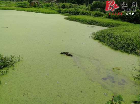 “放生”野鸭 书院路街道生态治理池塘污染