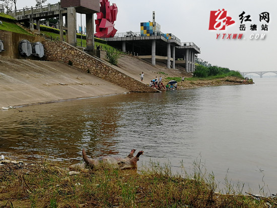 寶塔街道：落實(shí)巡河機(jī)制 清理河道污染物