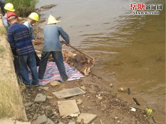 建設(shè)路街道快速處理河道內(nèi)死豬