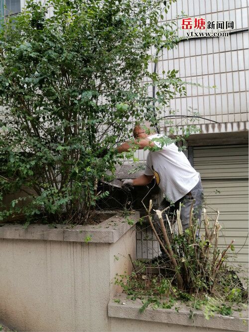 湖湘社區(qū)聘請專人修剪萬福街樹枝