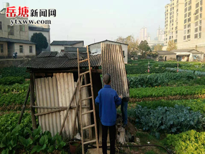 霞城街道整治雙擁路沿線菜地農(nóng)具房