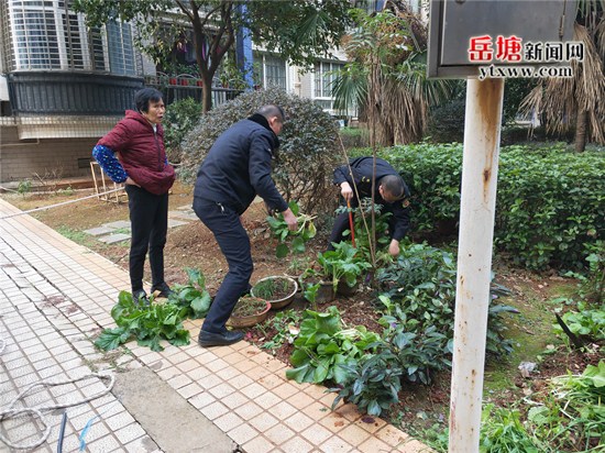 美化居住環(huán)境 長塘社區(qū)整治轄區(qū)綠地種菜